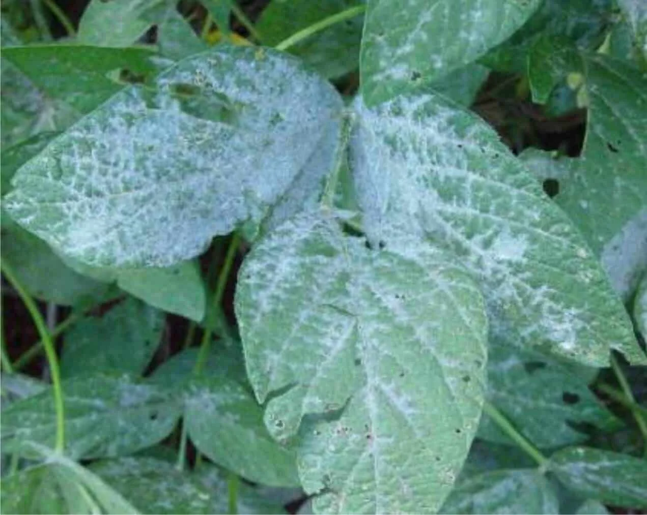 close-up de folhas de uma lavoura, provavelmente soja, que estão severamente afetadas por uma doença fúngic