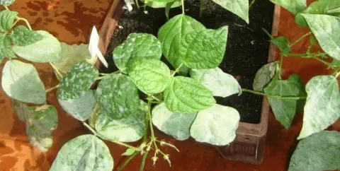 uma planta de feijão, provavelmente cultivada em um vaso ou canteiro, que está visivelmente afetada por uma do