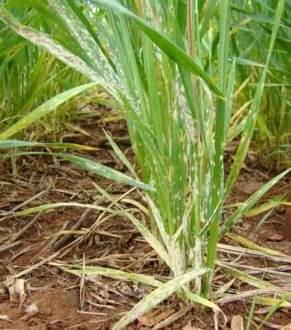 close-up de uma planta de cereal, possivelmente trigo ou cevada, em uma lavoura. A planta exibe sintomas a