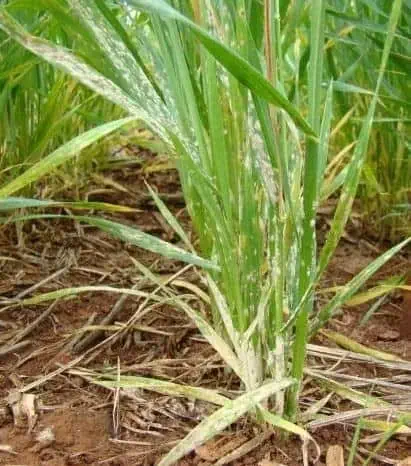 close-up de uma planta de cereal, possivelmente trigo ou cevada, em uma lavoura. A planta exibe sintomas a