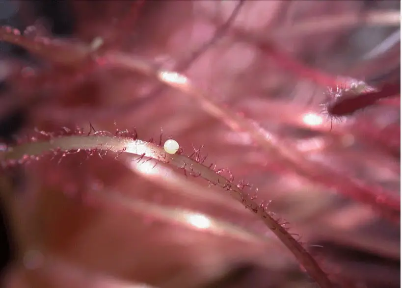 fotografia macro que exibe um pequeno ovo esférico e branco, provavelmente de um inseto, depositado sobre a estrutura filamentosa de uma planta.