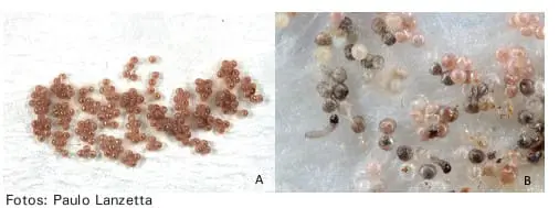 Ovos de Lagarta: Identificação e Manejo na Lavoura composição de duas fotografias, A e B, que ilustram os estágios iniciais de uma praga agrícola, provavelmente