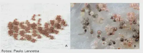 composição de duas fotografias, A e B, que ilustram os estágios iniciais de uma praga agrícola, provavelmente