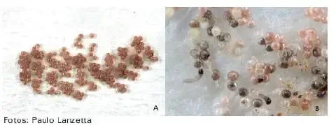 composição de duas fotografias, A e B, que ilustram os estágios iniciais de uma praga agrícola, provavelmente