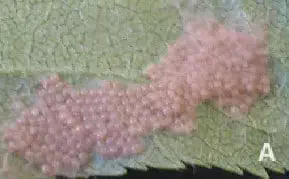 Aspecto da massa de ovos da lagarta preta uma fotografia macro de uma folha de planta, com foco em uma postura de ovos de um inseto. Os ovos são pequeno