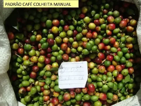 close-up de um grande saco branco contendo grãos de café recém-colhidos manualmente. Os frutos, conhecidos