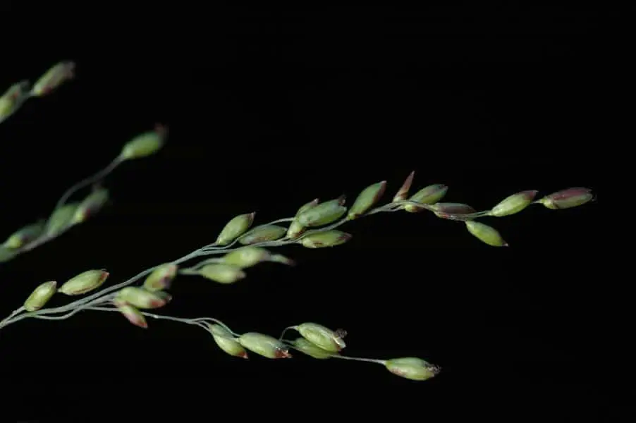 Imagem macro que exibe em detalhe uma panícula, a inflorescência característica de certas plantas gramíneas, contra um fundo