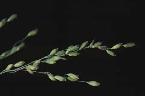 Inflorescência de capim-colonião (Panicum maximum)