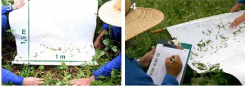 método de monitoramento de pragas conhecido como ‘pano de batida’, uma técnica fundamenta