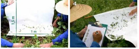 método de monitoramento de pragas conhecido como 'pano de batida', uma técnica fundamenta