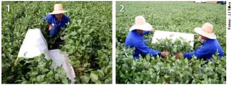 composição de duas fotos que demonstram o método de monitoramento de pragas conhecido como 'pano de batida' em