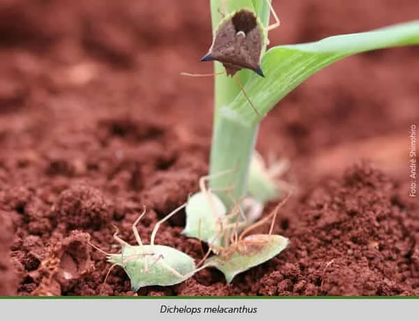 uma fotografia macro de vários percevejos da espécie Dichelops melacanthus, popularmente conhecida como percev