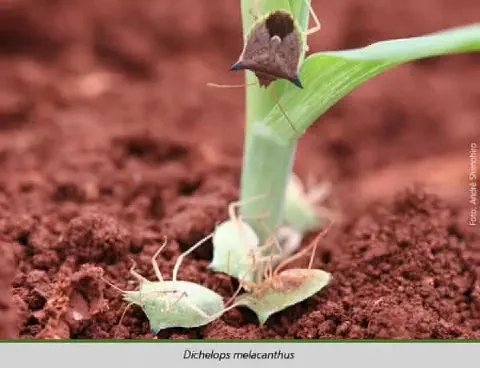 uma fotografia macro de vários percevejos da espécie Dichelops melacanthus, popularmente conhecida como percev