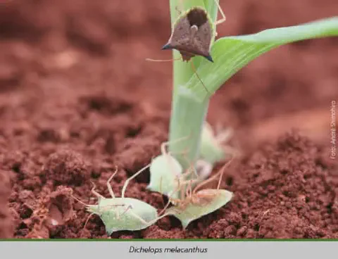 uma fotografia macro de vários percevejos da espécie Dichelops melacanthus, popularmente conhecida como percev