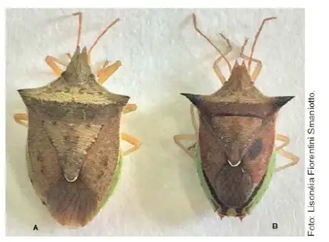 uma comparação visual entre dois espécimes de percevejos, rotulados como 'A' e 'B', sobre um fundo claro e neu