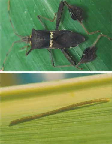 composição de duas fotografias que ilustram diferentes estágios de vida do percevejo-do-milho (*Leptoglossus z