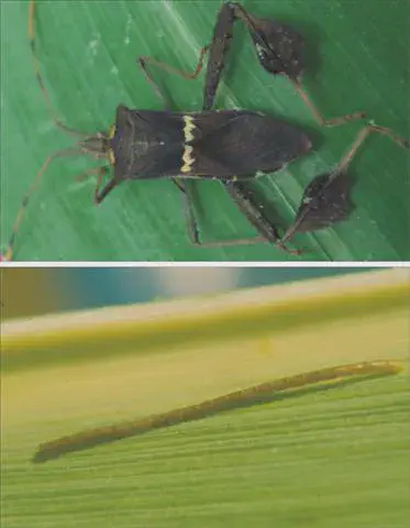 Percevejo-do-Milho: Como Identificar o Inseto e Seus Ovos composição de duas fotografias que ilustram diferentes estágios de vida do percevejo-do-milho (*Leptoglossus z