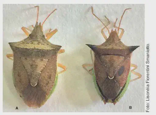 Percevejo Edessa meditabunda: Como Identificar a Praga dois espécimes de um inseto, identificados como A e B, sobre uma superfície clara. Trata-se de percevejos da e
