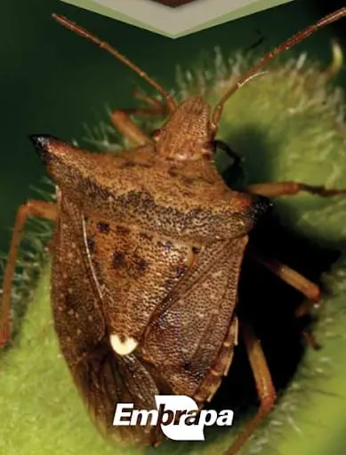 uma fotografia macro de um percevejo-marrom (provavelmente da espécie Euschistus heros), uma praga agrícola si