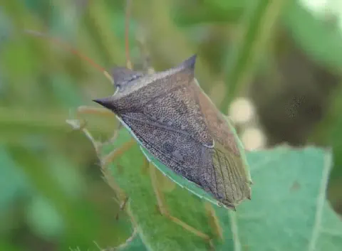 uma fotografia macro de um percevejo, provavelmente da espécie Euschistus heros, conhecido como percevejo-marr