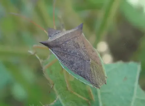 uma fotografia macro de um percevejo, provavelmente da espécie Euschistus heros, conhecido como percevejo-marr