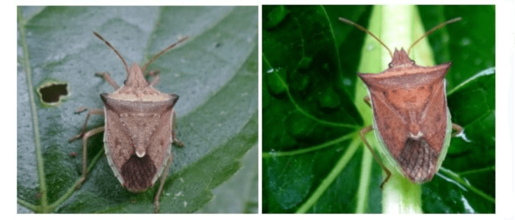 Percevejo-marrom: como identificar esta praga da soja composição de duas fotografias em close-up que exibem um percevejo-marrom (Euschistus heros) sobre folhas verd