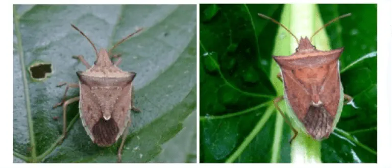 Percevejo-marrom: como identificar esta praga da soja composição de duas fotografias em close-up que exibem um percevejo-marrom (Euschistus heros) sobre folhas verd
