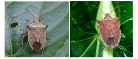 composição de duas fotografias em close-up que exibem um percevejo-marrom (Euschistus heros) sobre folhas verd