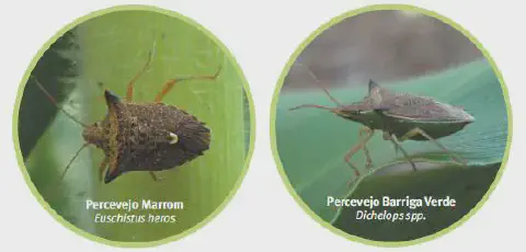 comparativo visual entre duas espécies de percevejos que são pragas agrícolas significativas no Brasil.