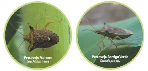 comparativo visual entre duas espécies de percevejos que são pragas agrícolas significativas no Brasil.