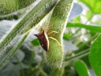 uma fotografia em close-up (macro) de um percevejo marrom sobre uma vagem de soja verde e pilosa. O inseto, co