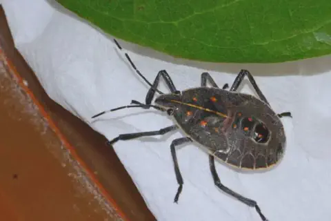 close-up detalhado de um percevejo, provavelmente da espécie *Euschistus heros* (percevejo-marrom), uma pra