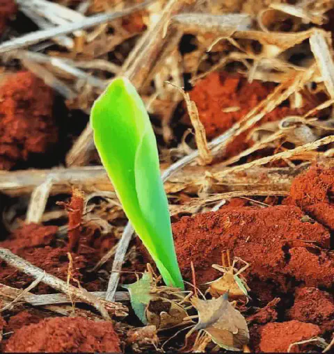 close-up de uma plântula de milho em estágio inicial de desenvolvimento, brotando de um solo avermelhado e