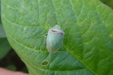 close-up de um percevejo-verde, provavelmente da espécie *Dichelops melacanthus* ou similar, pousado sobre