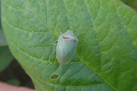 close-up de um percevejo-verde, provavelmente da espécie *Dichelops melacanthus* ou similar, pousado sobre