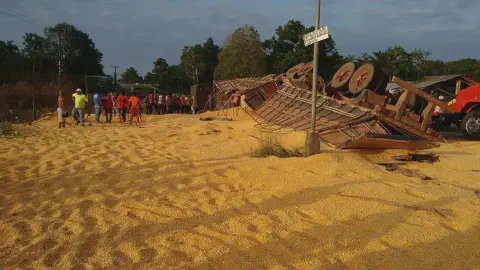 as consequências de um acidente rodoviário em uma área rural. Um caminhão graneleiro está tombado na lateral