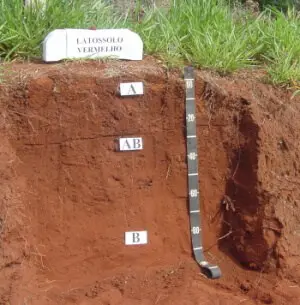 perfil de solo exposto, classificado como ‘Latossolo Vermelho’, conforme indicado por uma placa branca na s