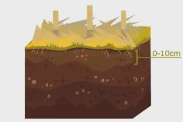 Perfil do Solo: A Importância da Camada de 0-10cm uma ilustração didática de um perfil de solo em corte transversal, destacando suas camadas. Na superfície, há