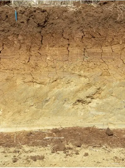 perfil de solo em corte vertical, revelando distintas camadas ou horizontes. A camada superior, mais escura