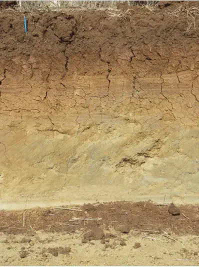 perfil de solo em corte vertical, revelando distintas camadas ou horizontes. A camada superior, mais escura