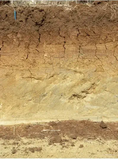 perfil de solo em corte vertical, revelando distintas camadas ou horizontes. A camada superior, mais escura