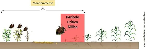 infográfico educacional que ilustra o conceito de ‘Período Crítico’ no desenvolvimento da cultura do milho, com