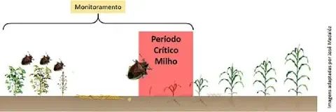 infográfico educacional que ilustra o conceito de 'Período Crítico' no desenvolvimento da cultura do milho, com