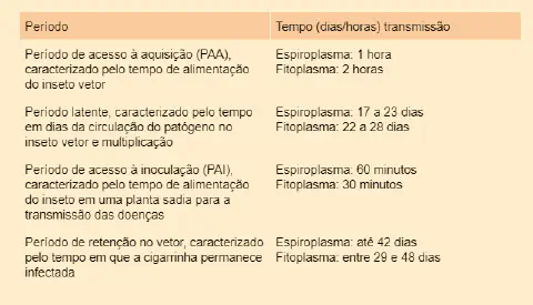 tabela informativa que detalha os diferentes períodos do ciclo de transmissão de doenças por um inseto