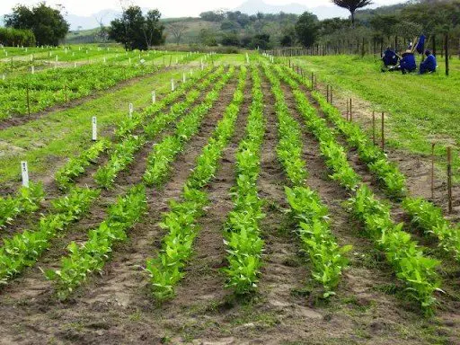 uma lavoura em estágio inicial de desenvolvimento, organizada em fileiras perfeitamente alinhadas. As plantas