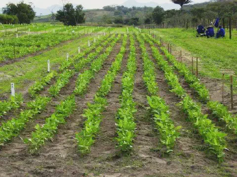 uma lavoura em estágio inicial de desenvolvimento, organizada em fileiras perfeitamente alinhadas. As plantas