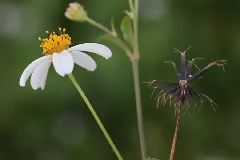 close-up detalhado da planta daninha conhecida como picão-preto (Bidens pilosa), destacando duas fases dist