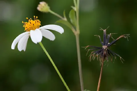 close-up detalhado da planta daninha conhecida como picão-preto (Bidens pilosa), destacando duas fases dist