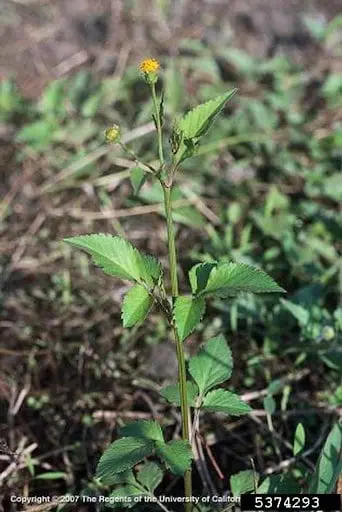primeiro plano uma planta de picão-preto (Bidens pilosa), uma das plantas daninhas mais comuns e problemáti
