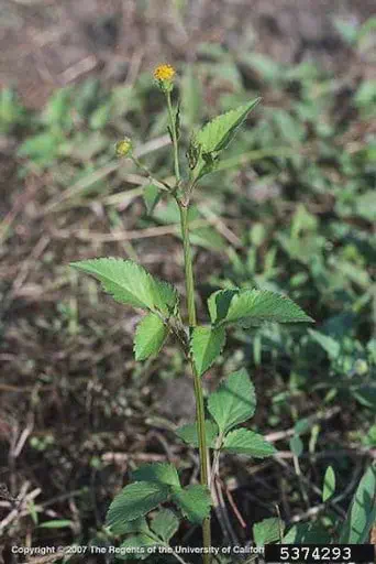 primeiro plano uma planta de picão-preto (Bidens pilosa), uma das plantas daninhas mais comuns e problemáti